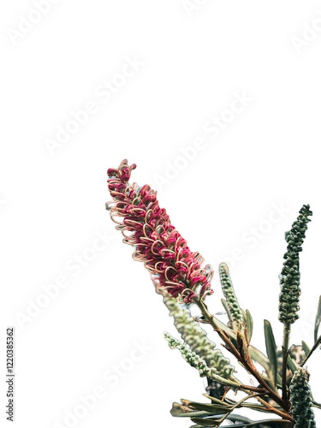 Obraz Australian Flowers with a transparent background