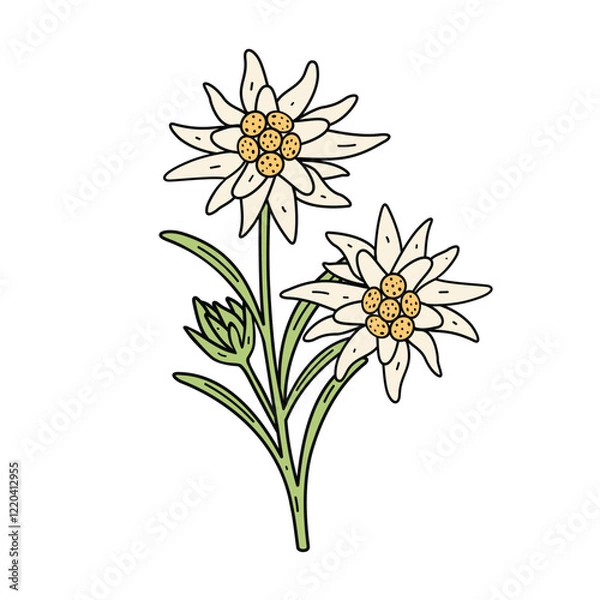 Obraz Edelweiss flower symbol Alps