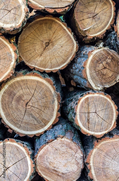 Fototapeta Stacked tree trunks in cross-section close-up Timber industry.