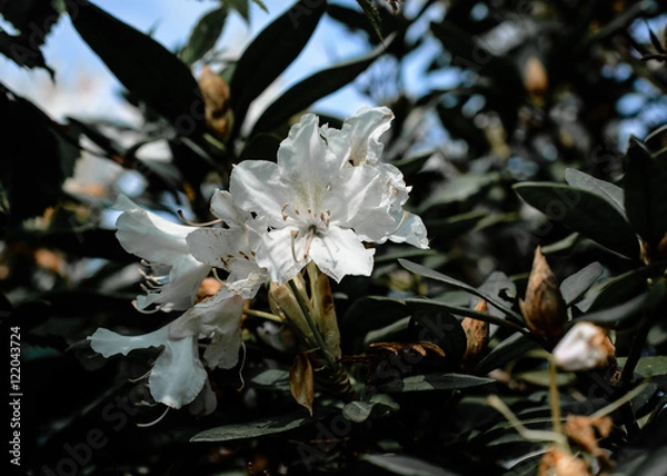 Obraz Rhododendron im Schatten