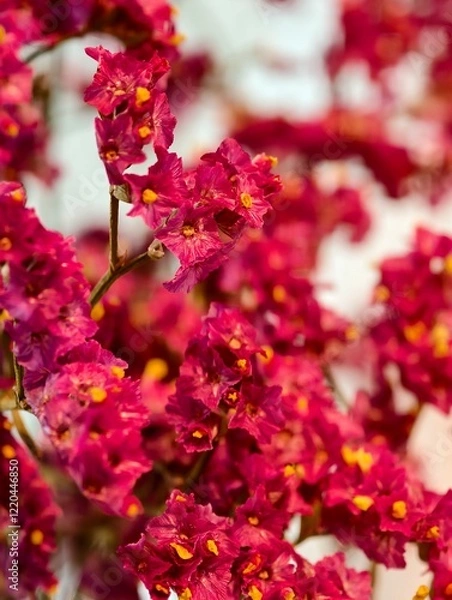 Obraz Pink red Flowers in Bloom