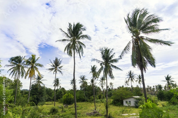 Fototapeta abstract scene of coconut and blue sky and green grass