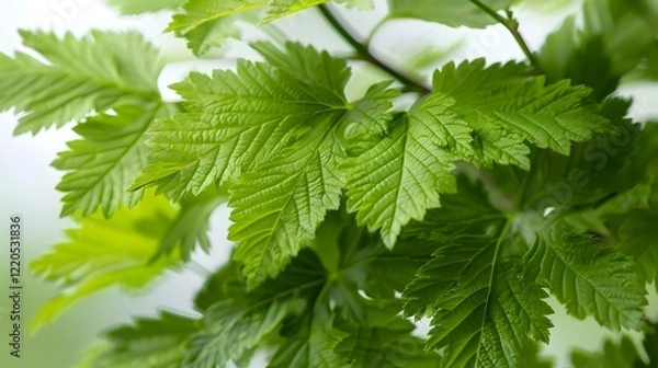 Fototapeta fresh green leaves, captured with a shallow depth of field, where the foreground is sharp and vibrant