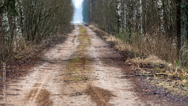 Fototapeta winter landscape without snow, lonely country road with trees on the side of the road