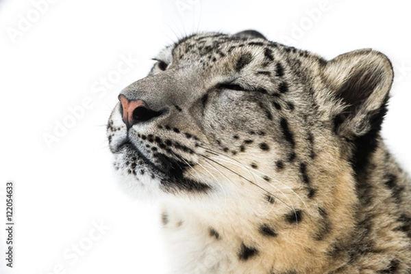 Fototapeta Snow Leopard XVIII