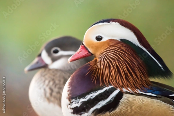 Fototapeta Mandarin Duck Pair
