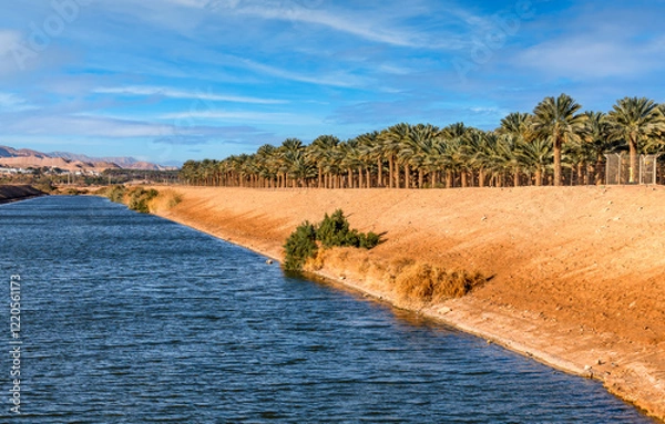 Obraz Date palms is ancient plant and famous food crop in Middle East and North Africa, today this farming is important element of advanced and sustainable agriculture. No AI tools were used