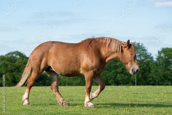 Fototapeta Suffolk Punch mare
