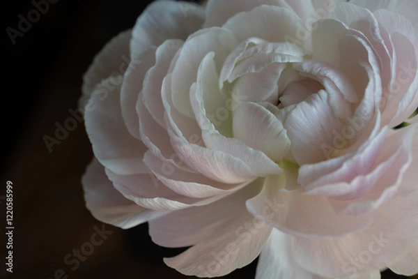 Obraz Ranunculus closeup