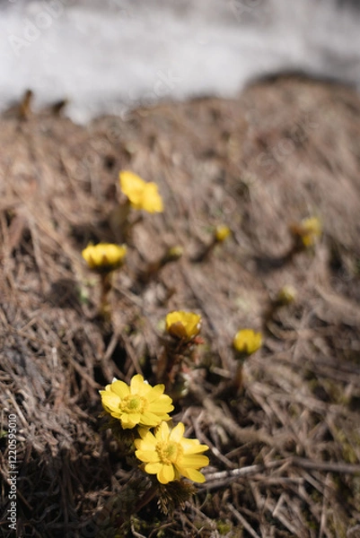 Obraz フクジュソウ