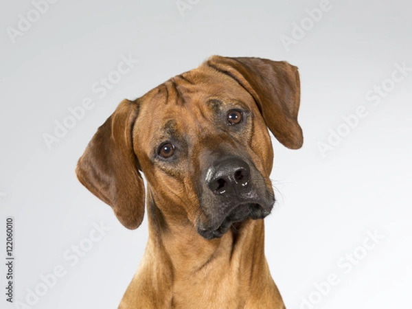Fototapeta Cute dog is turning it's head funny. The dog breed is Rhodesian dog. Image taken in a studio.