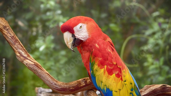 Obraz Colorful Parrot Closeup