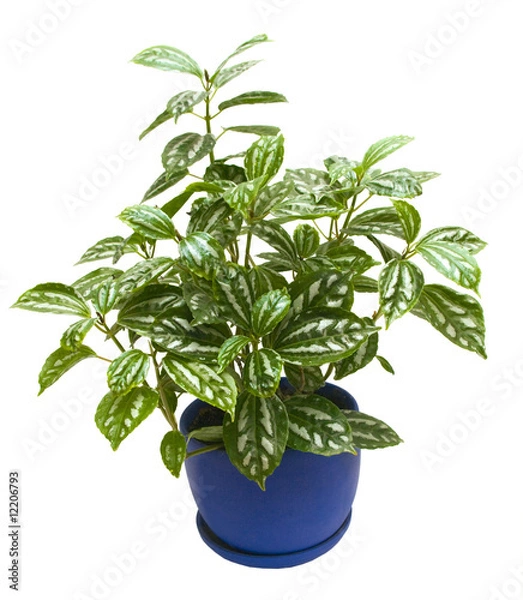 Obraz pilea cadierei