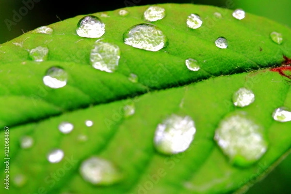 Fototapeta hoja gotas