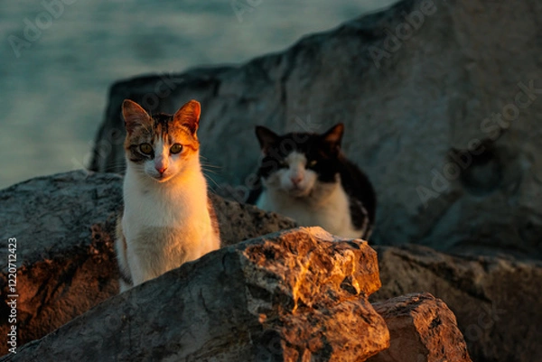 Obraz gatitos en manada