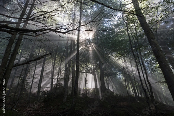 Obraz Strahlender Wald (Color)