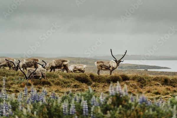 Fototapeta A herd of reindeer grazing on lush grasslands with lupines and coastal views in East Iceland..