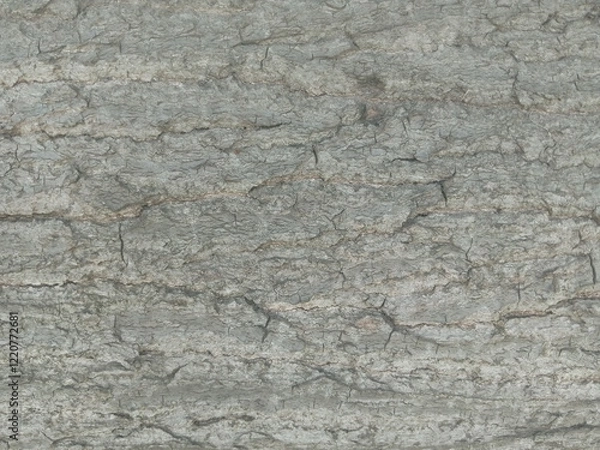 Obraz tree wall texture