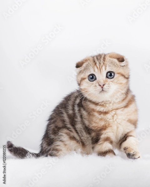 Fototapeta Котенок