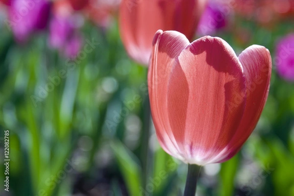 Obraz Red tulip close up