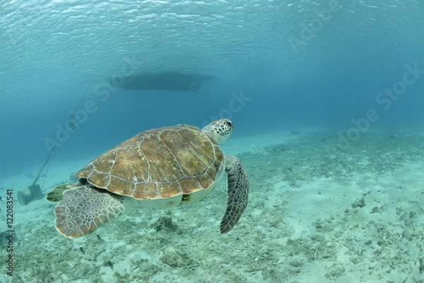 Fototapeta Turtle swimming