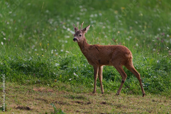 Obraz Rehbock auf saftiger Wiese