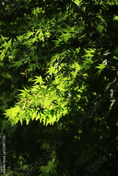 Fototapeta カエデの葉に夏の日差しが差し込む