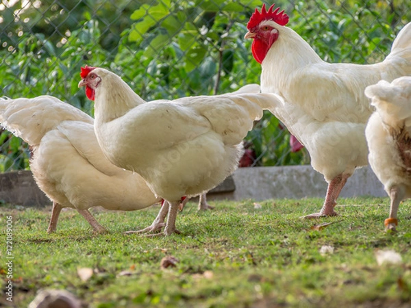 Obraz Hahn und Hühner