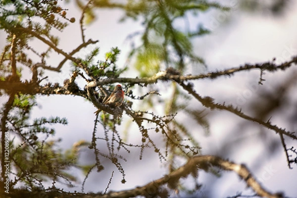 Obraz Чечётка сидит на ветке лиственницы