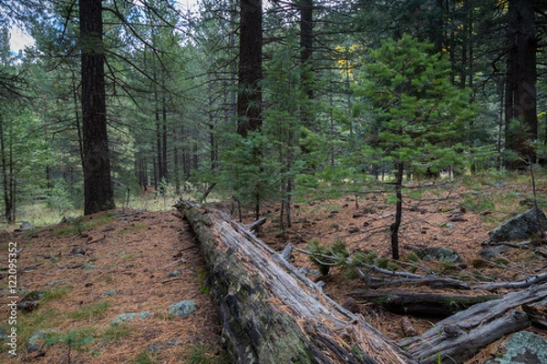 Fototapeta The Inner Basin Trail in Flagstaff Arizona.