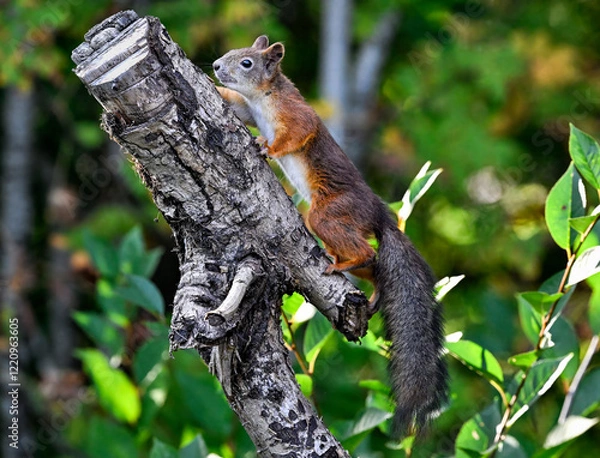 Fototapeta Red squirrel climb upwards