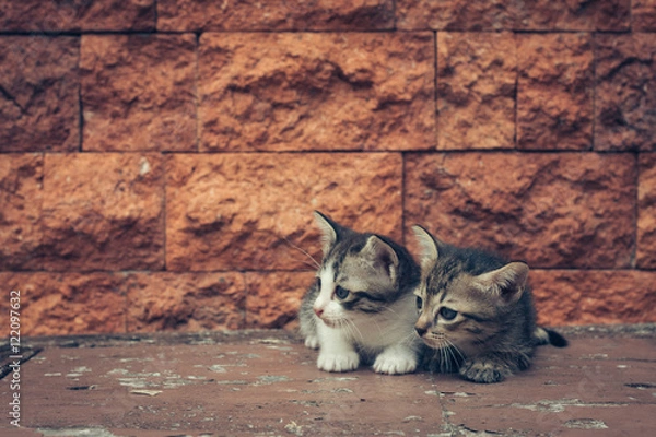 Obraz Cute cats