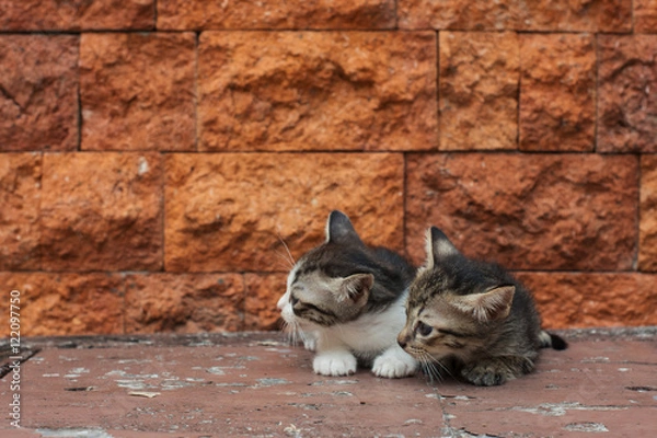 Obraz Cute cats