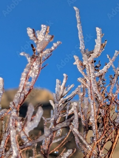 Fototapeta frost on branches