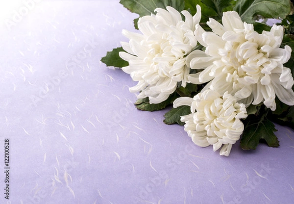 Obraz 菊