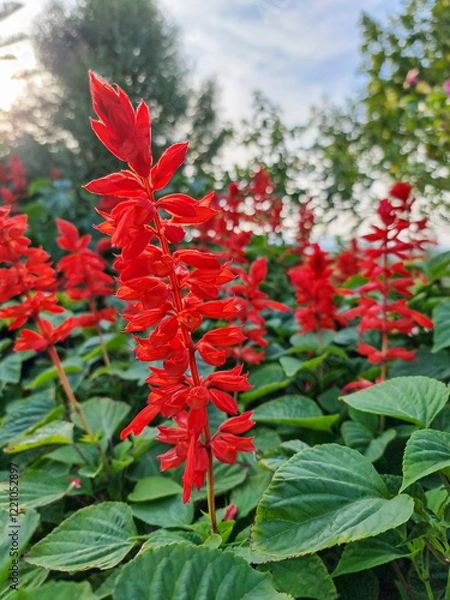 Fototapeta beautiful soft macro red petals salvia splendens flower buds and blooming in botany garden park. romantic bouquet flora in natural tropical wild