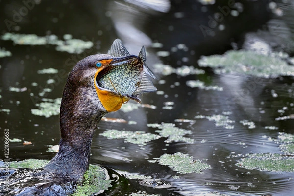 Fototapeta Double-crested Cormorant with a lunch