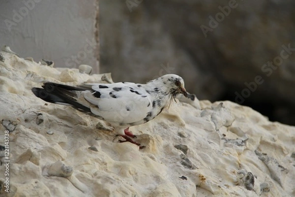 Obraz Schwarz-Weiße Taube 