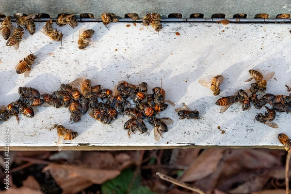 Obraz Dead European honey bees outside a bee hive beehive in winter