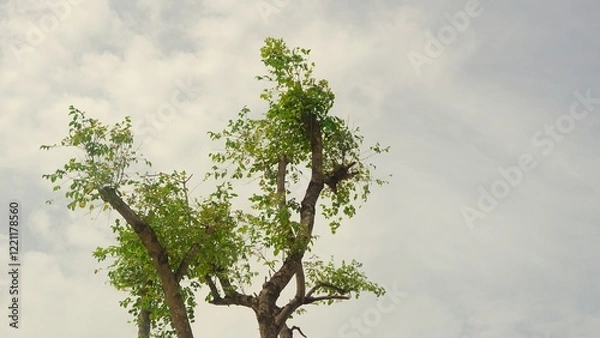 Obraz Under the big tree and with branch magnify