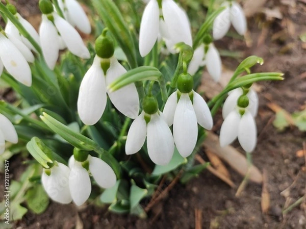 Obraz Bunch of Snowdrop flowers, closeup
