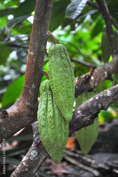 Obraz Cocoa fruit ripens on the trees. cocoa farm in the Dominican Republic. Photo partially tinted.