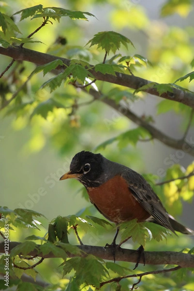 Obraz Robin in blooming spring tree