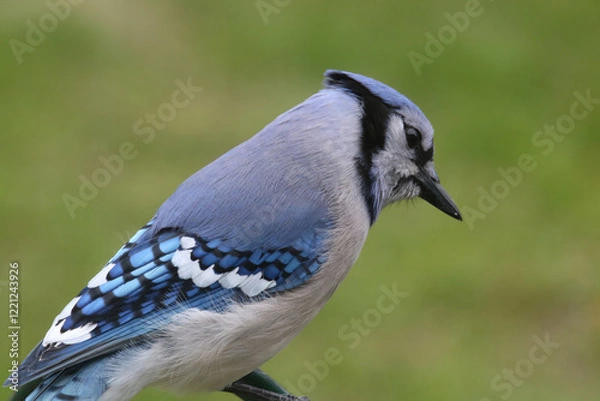 Obraz Pensive blue jay