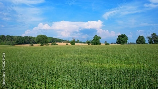 Fototapeta Aerial view of agricultural farms and crops fields. Agricultural landscapes from above depicting vibrancy of farms in Canadian soil. Planted corn and soy. Planting rows of crops during sun set.