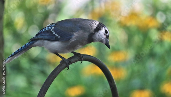 Obraz Reflective blue jay