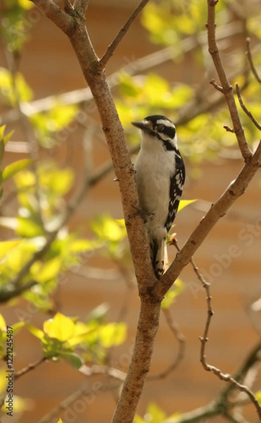 Obraz Downy perched in bush