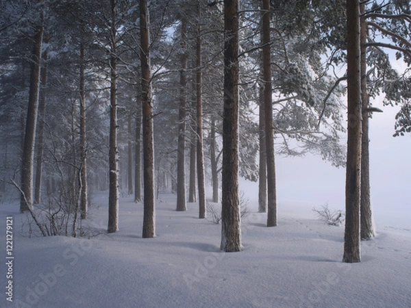 Obraz Mist in the forest in winter.