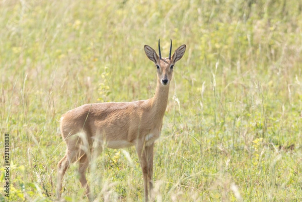 Obraz Small african antelope
