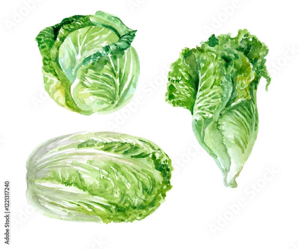 Fototapeta Set of whole cabbage heads isolated on white background. Watercolor illustration for design, advertising, label.